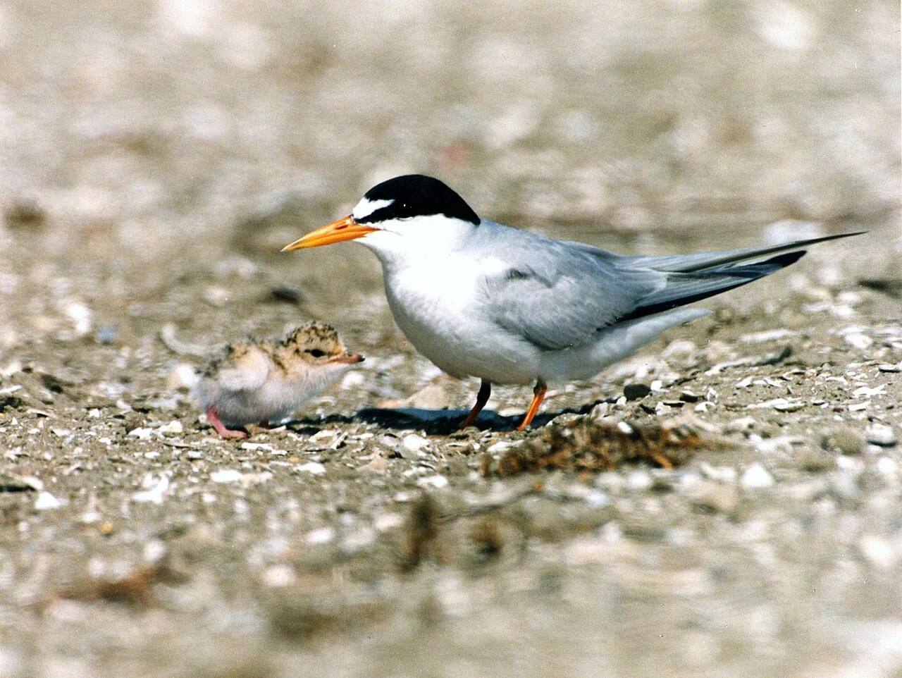 In 2014, Vandenburg Air Force Base staff and partners successfully restored 50 acres of coastal beach and dune habitat to benefit at-risk coastal species including the Western Snowy Plover and California Least Tern, resu
